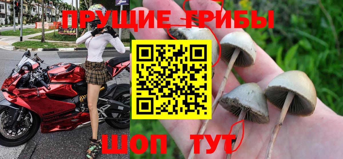 Чебаркуль  Псилоцибиновые грибы прущие грибы  Псилоцибиновые грибы мицелий  Вход с VPN 